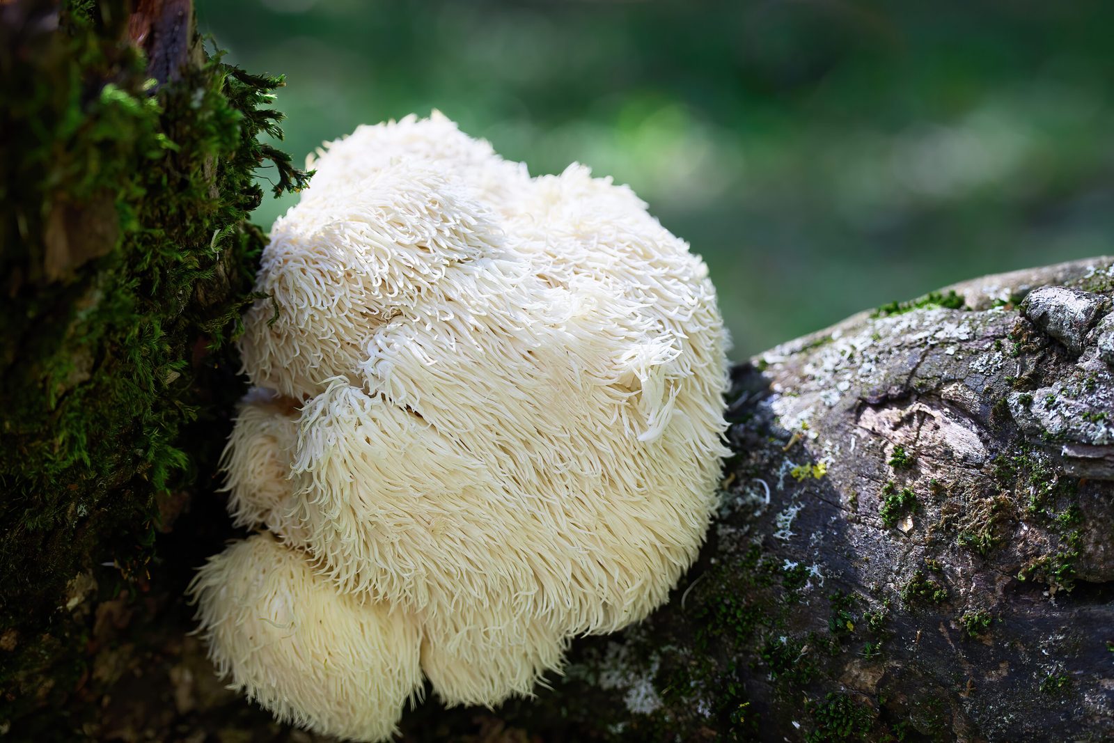 Lion's Mane süngomba mohos fatörzsön az erdőben