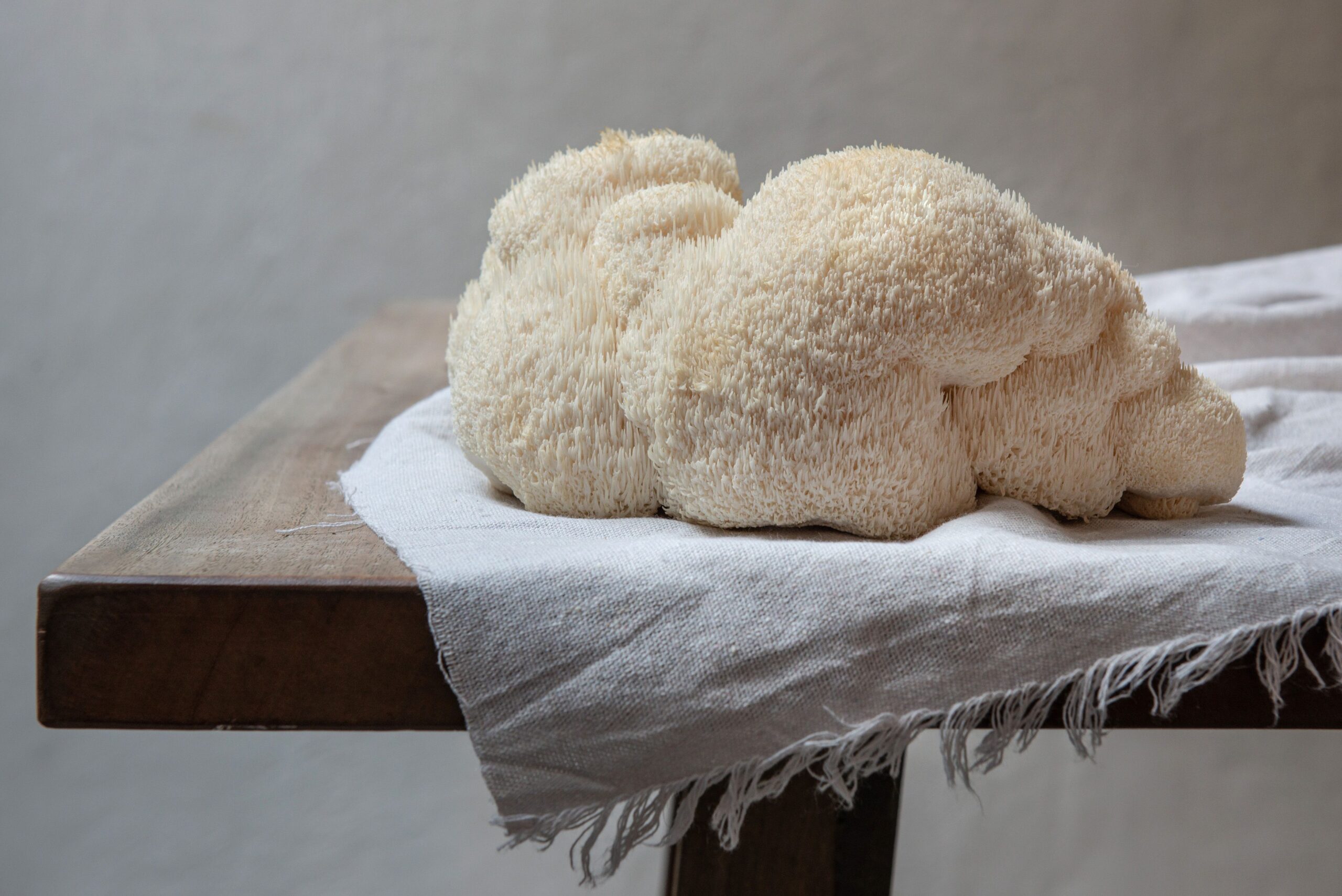Lion's Mane (süngomba) fehér vászonkendőn